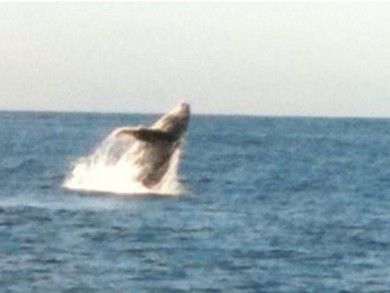 BALLENA2